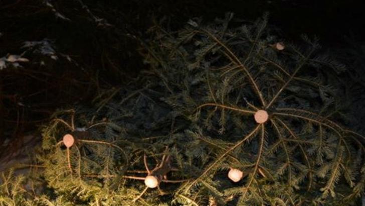 Peste 100 de pomi de Crăciun, confiscați de polițiștii mureșeni