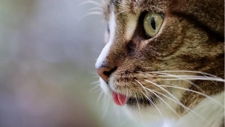 Tot ce trebuie să știi despre afecțiunile virale la pisici