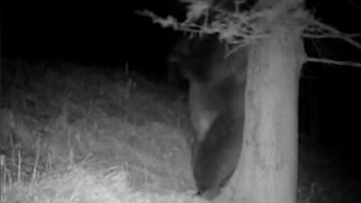 VIDEO VIRAL Scenă antologică pusă în scenă de un urs din Munții Retezat