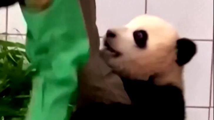Un pui de urs panda se agață de îngrijitorul său