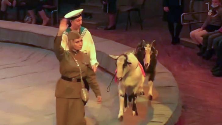 VIDEO Scandal în Rusia, după un număr de circ cu maimuțe și capre purtând simboluri naziste