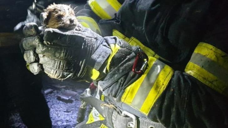 Un om a murit într-un incendiu, în județul Vrancea. Pompierii au reușit să salveze trei cățeluși