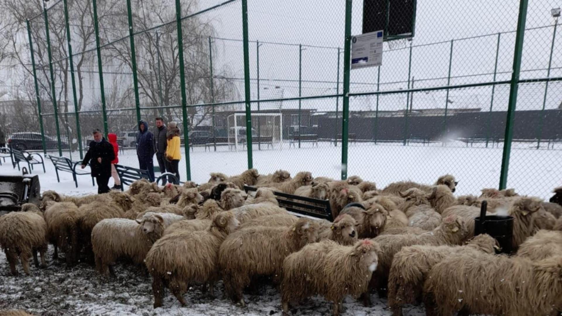 Un TIR cu oi s-a răsturnat în curtea unei scoli (foto: ISU Alba)
