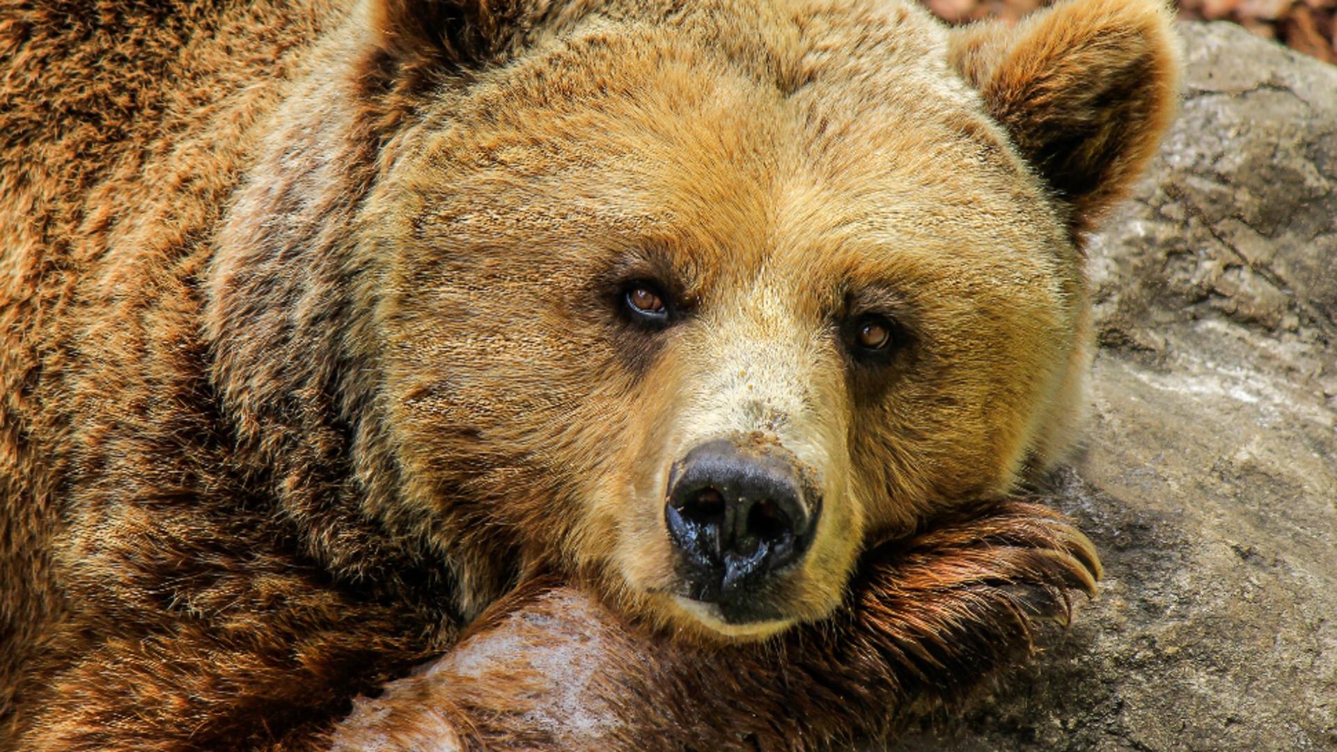 Parlamentarii nu renunță: Urșii agresivi, împușcați și în afara localităților - Explicația ministrului Mediului