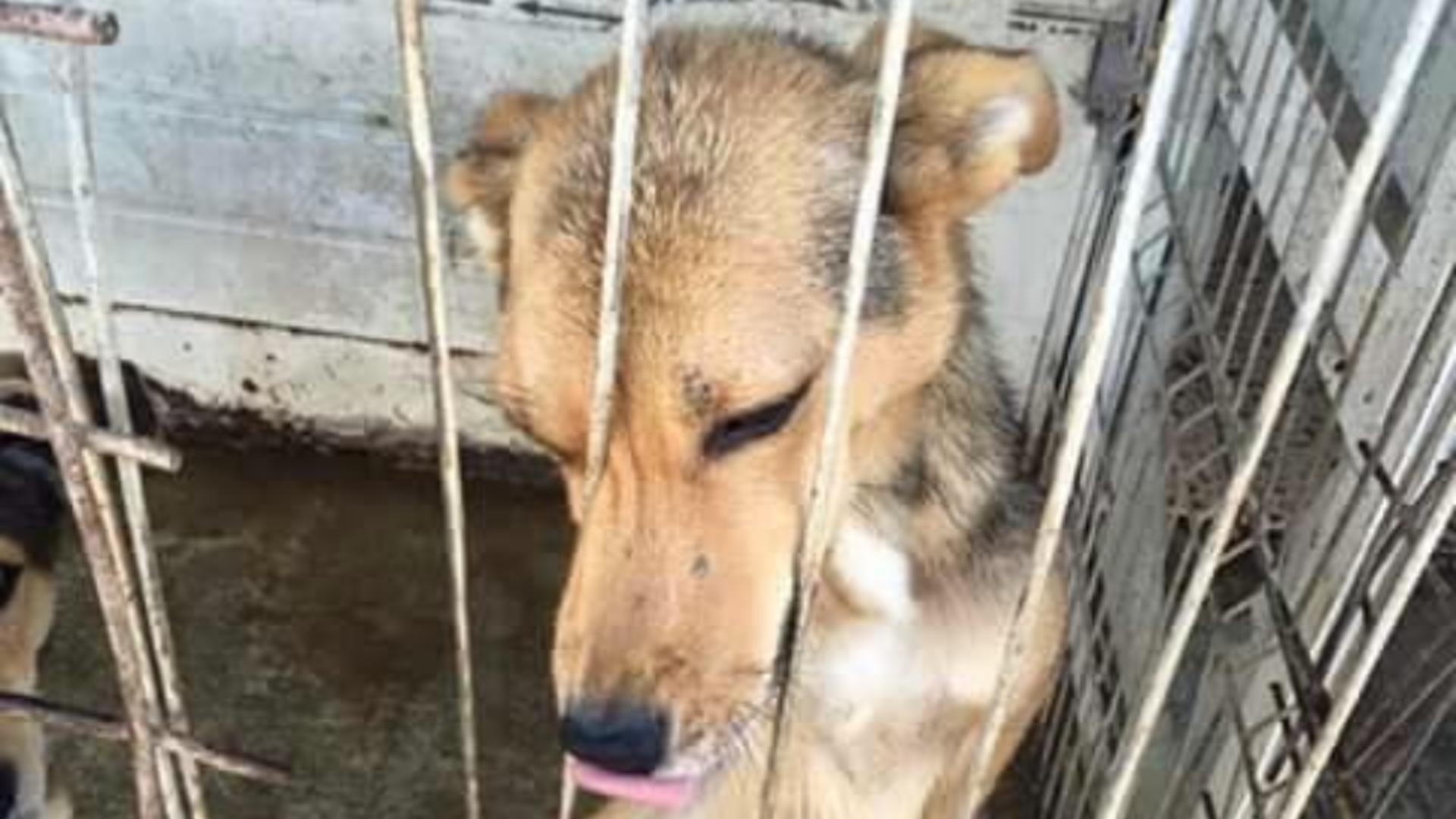 Adăpostul pentru câinii fără stăpân Odăi Foto: Facebook.com/help.odai