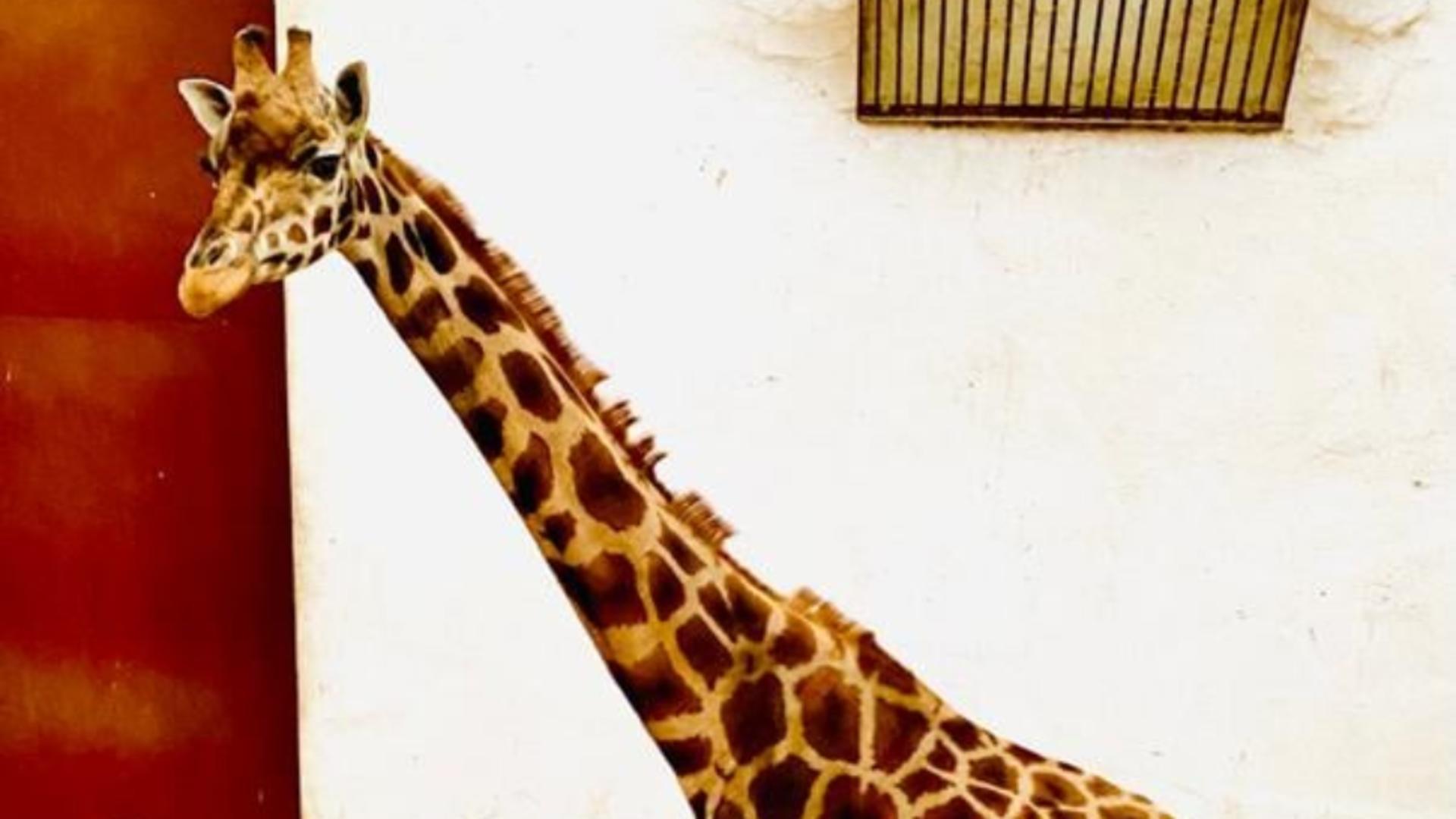 Girafa Gina, de 10 ani, a murit Foto: Grădina zoologică Târgu Mureș
