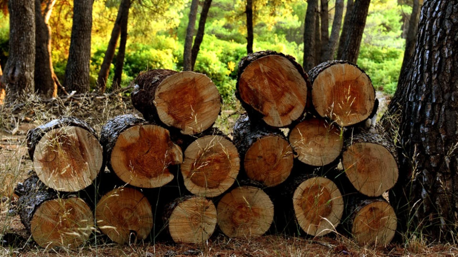 tăieri ilegale în pădurile românești