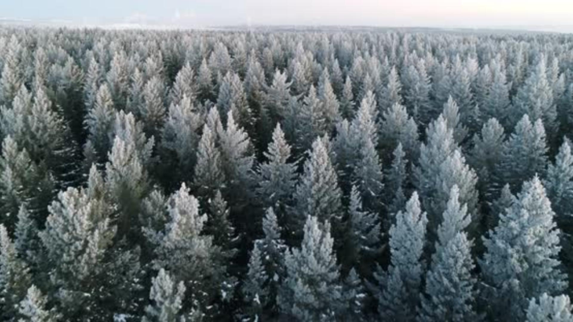 Și-a abandonat copiii în pădure, la -15 grade Celsius. Micuții au fost salvați, dar suferă de degerături