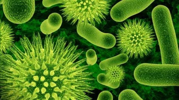 Bacteria care provoacă ciuma - Yersinia pestis Foto: Livescience.com
