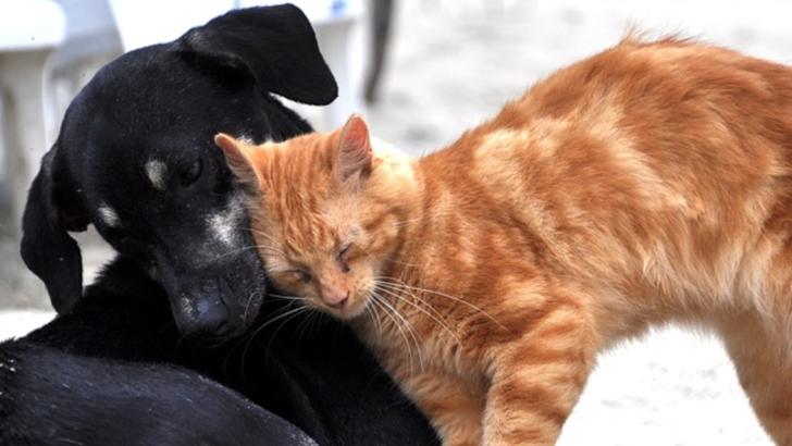 animale de companie