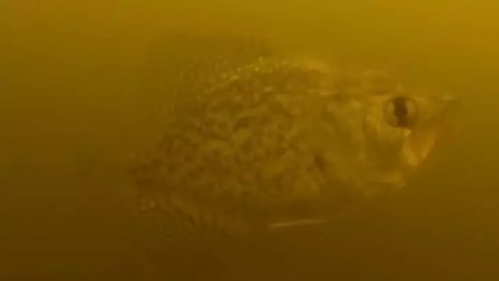 Imagini neobişnuite pe Lacul Siutghiol / Foto: Arhivă
