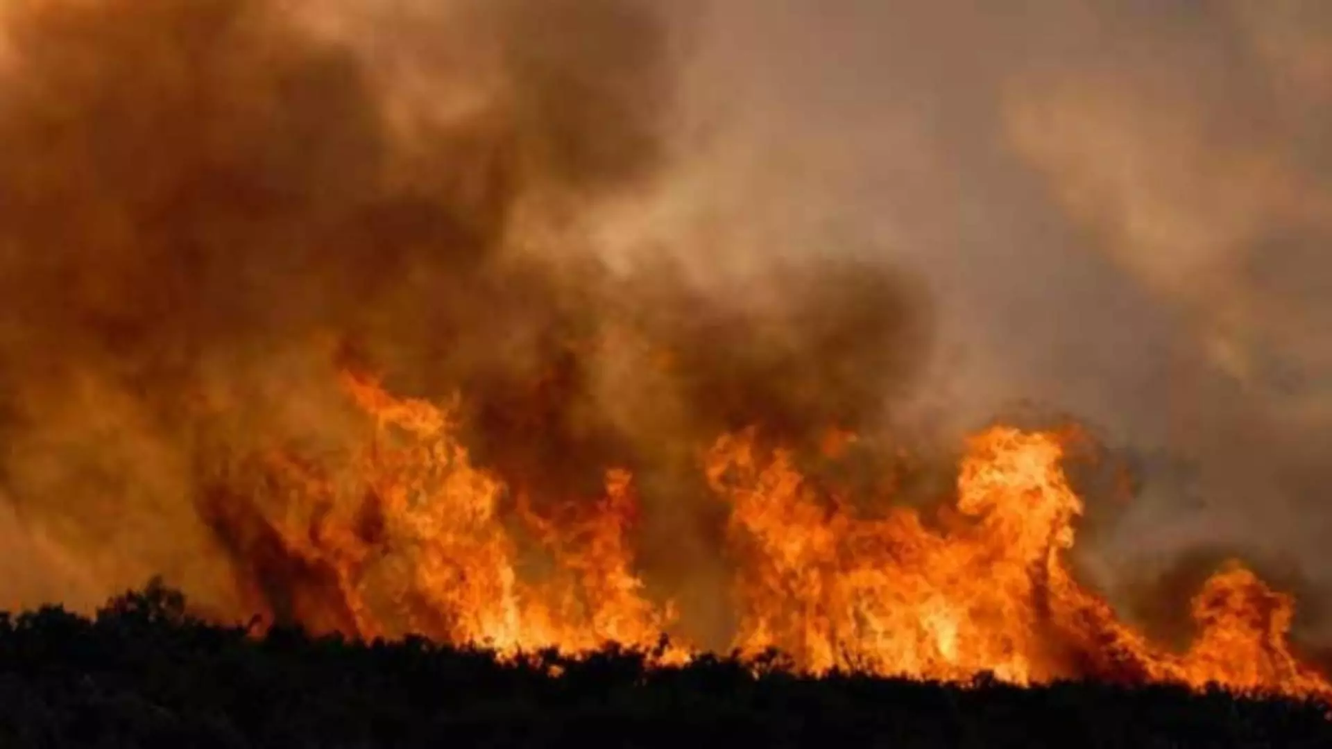 Incendiu de vegetație în Ilfov