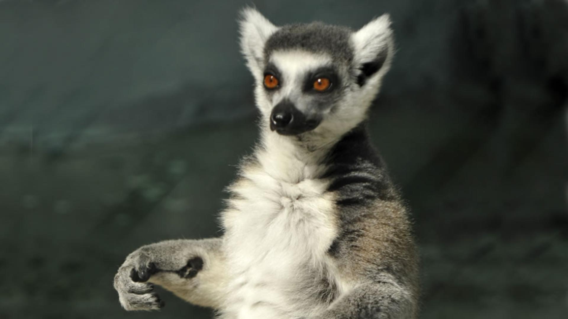 Lemur - imagine de arhivă
