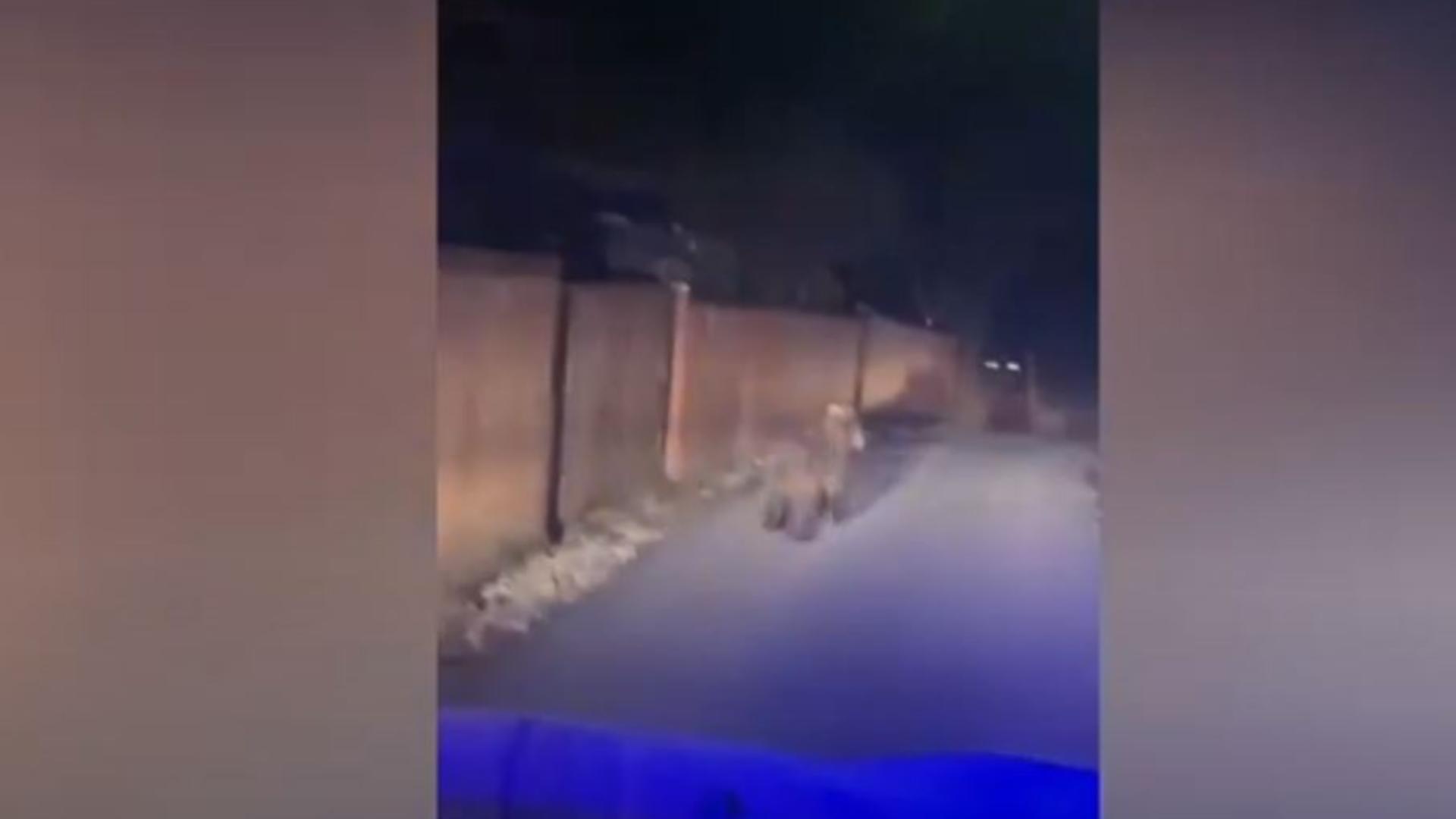 Un urs s-a plimbat noaptea trecută prin gospodăriile din Ditrău, Harghita