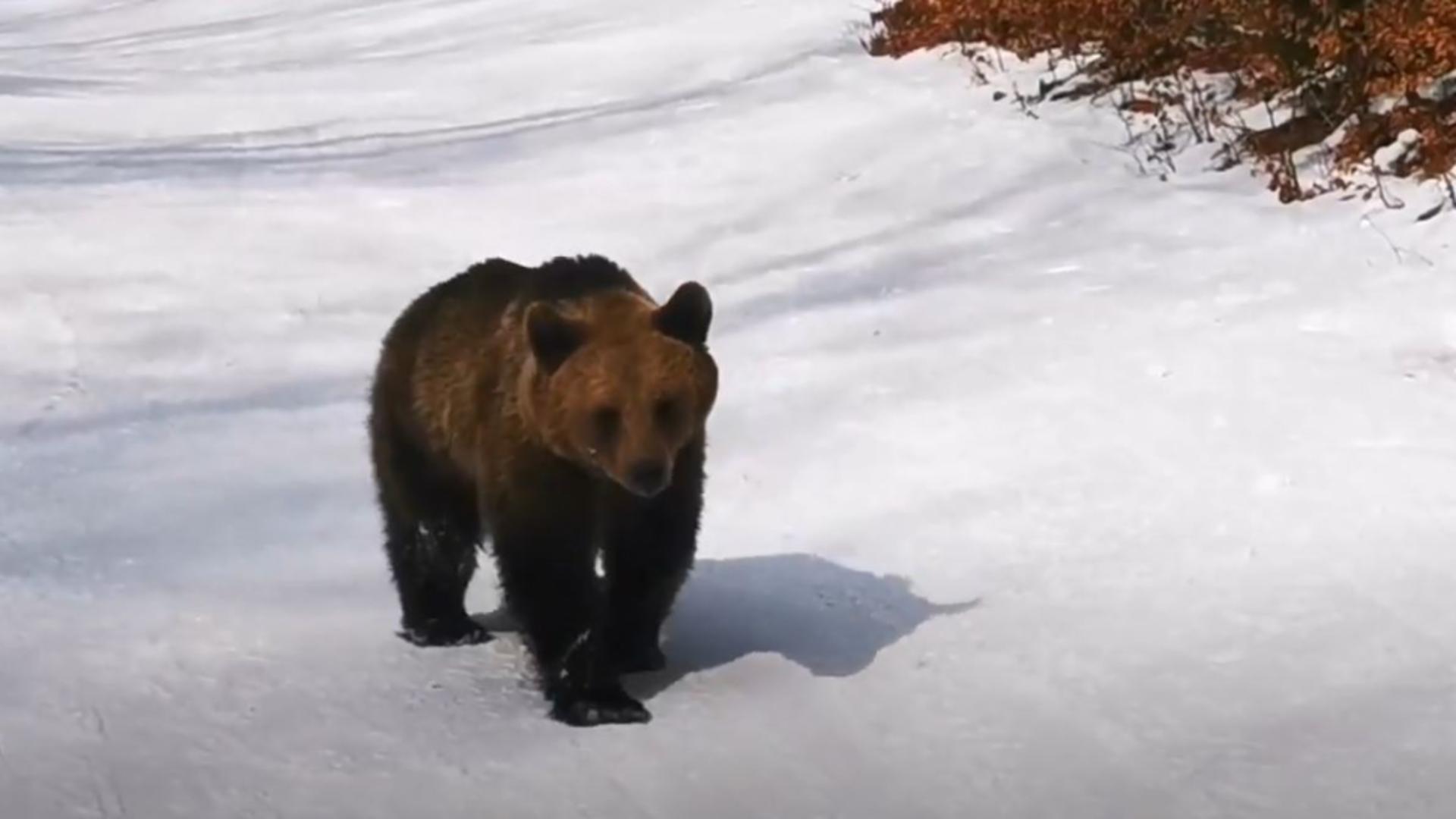 Un urs și-a făcut apariția pe pârtia de schi de la Clîbucet, Predeal