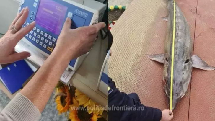 Cei doi bărbaţi au declarat că au pescuit peștele în Dunăre și intenționau să-l comercializeze