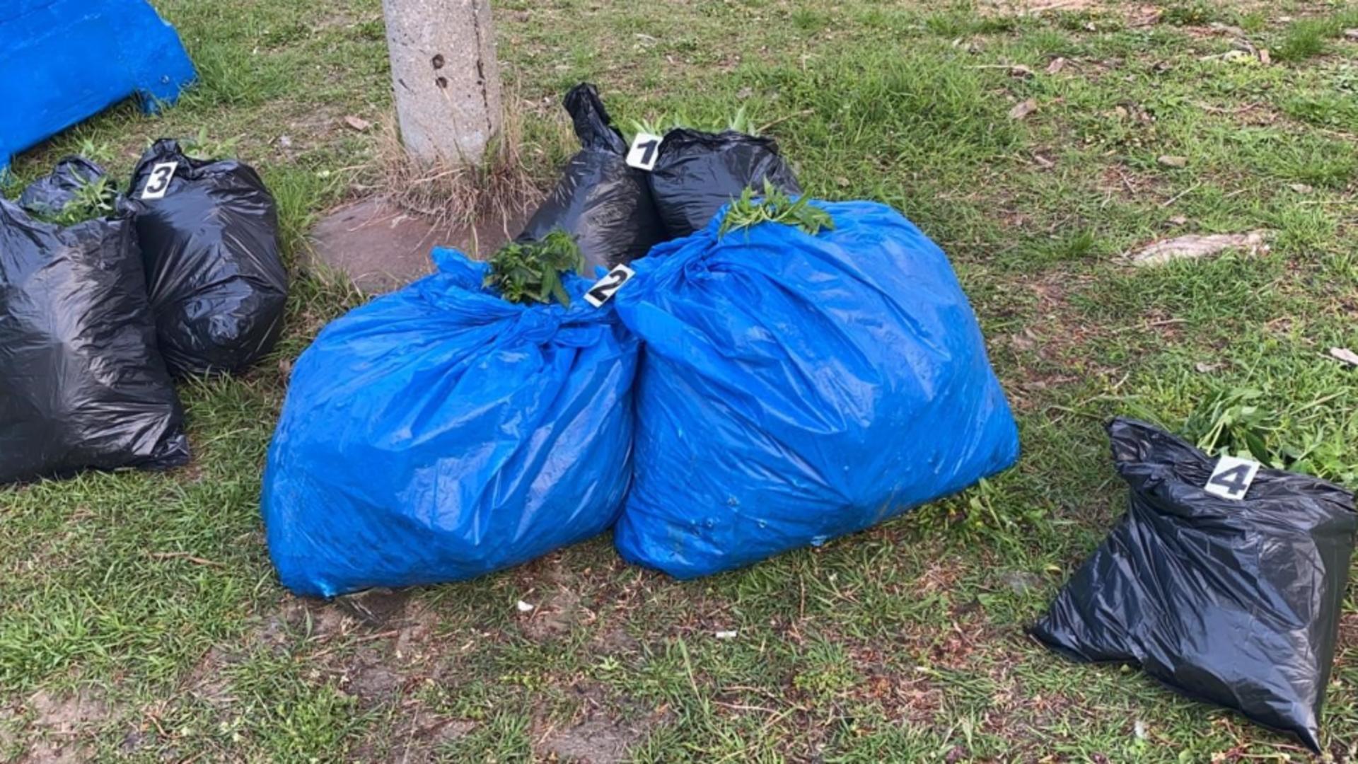 Zeci de kilograme de cannabis, ascunde in saci (foto: Poliția Română/DIICOT)