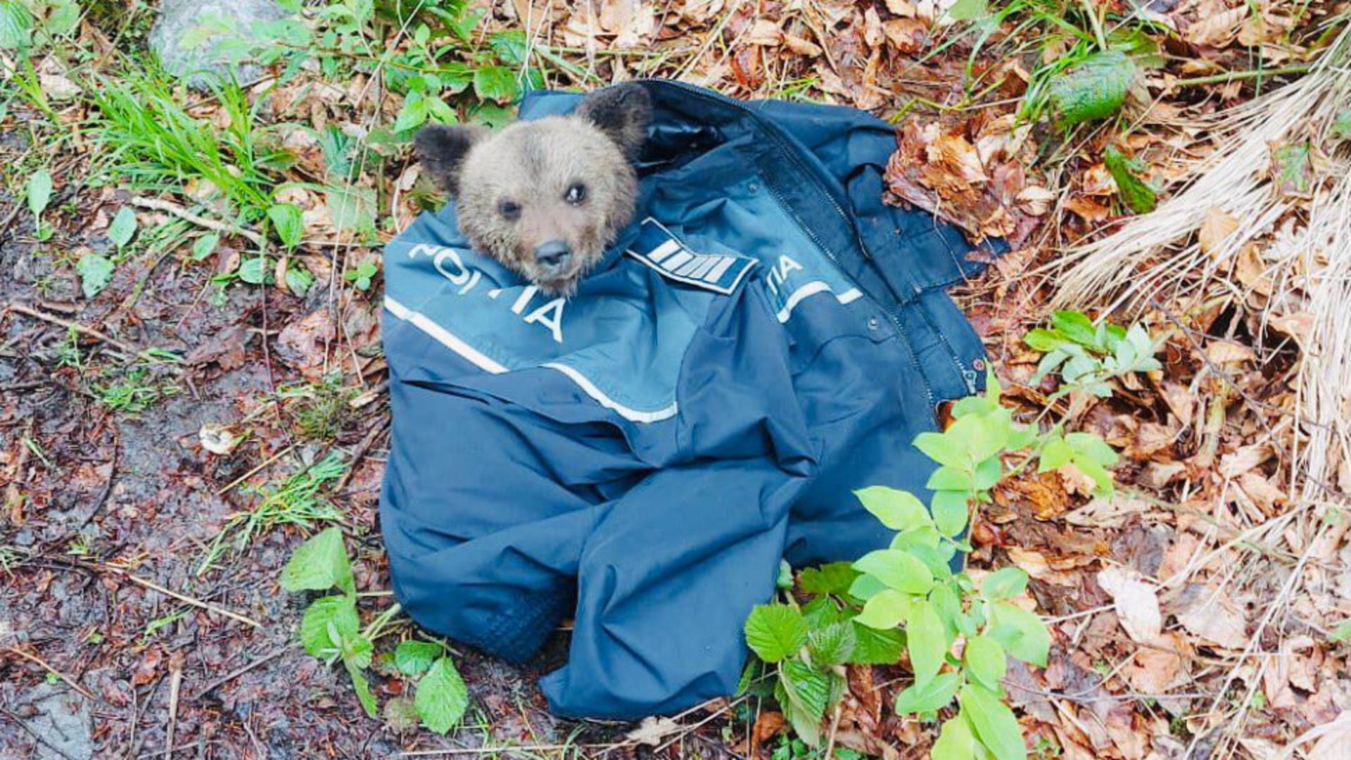 Pui de urs salvat de polițiștii din Sibiu