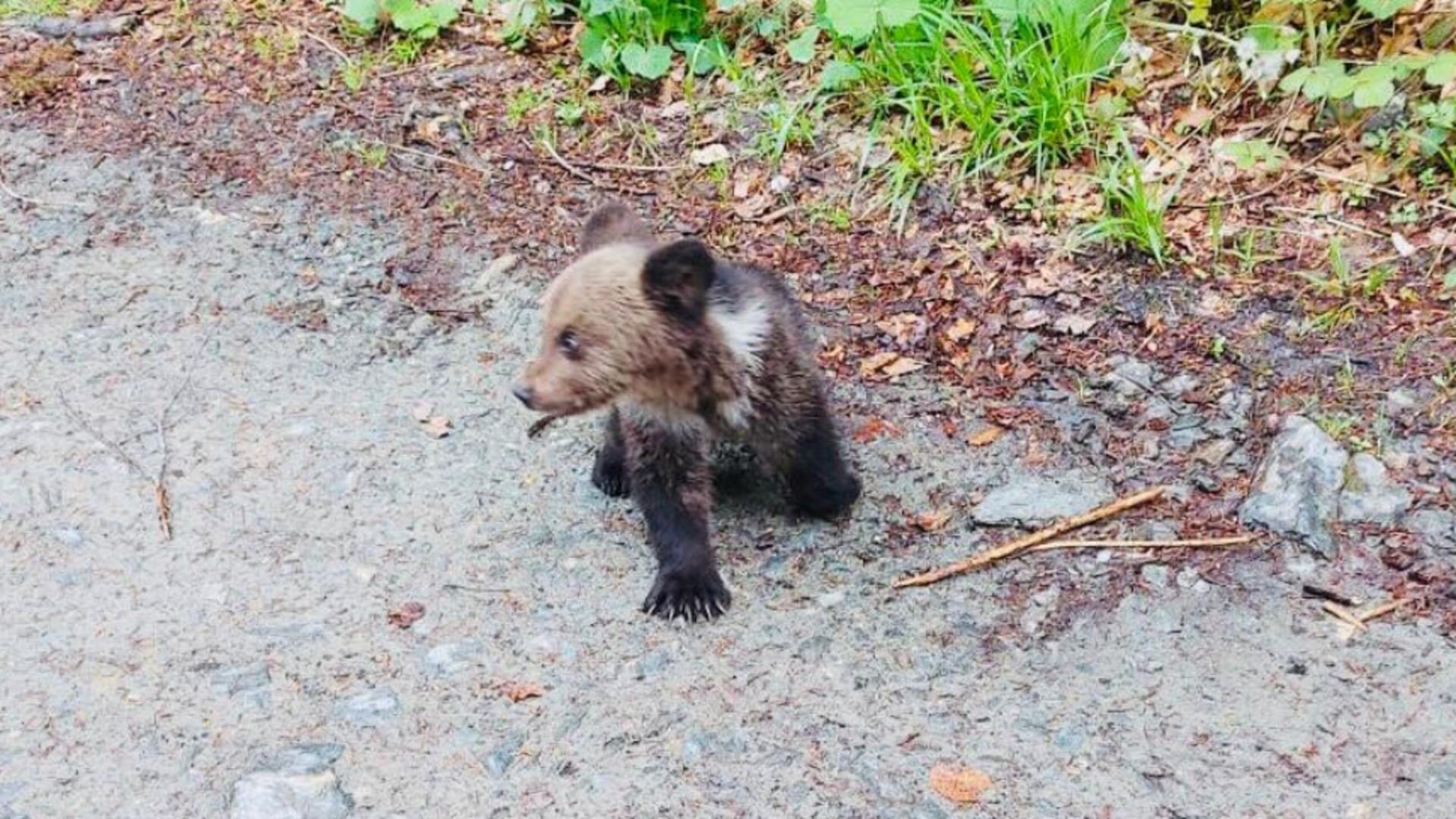 Pui de urs salvat de polițiștii din Sibiu