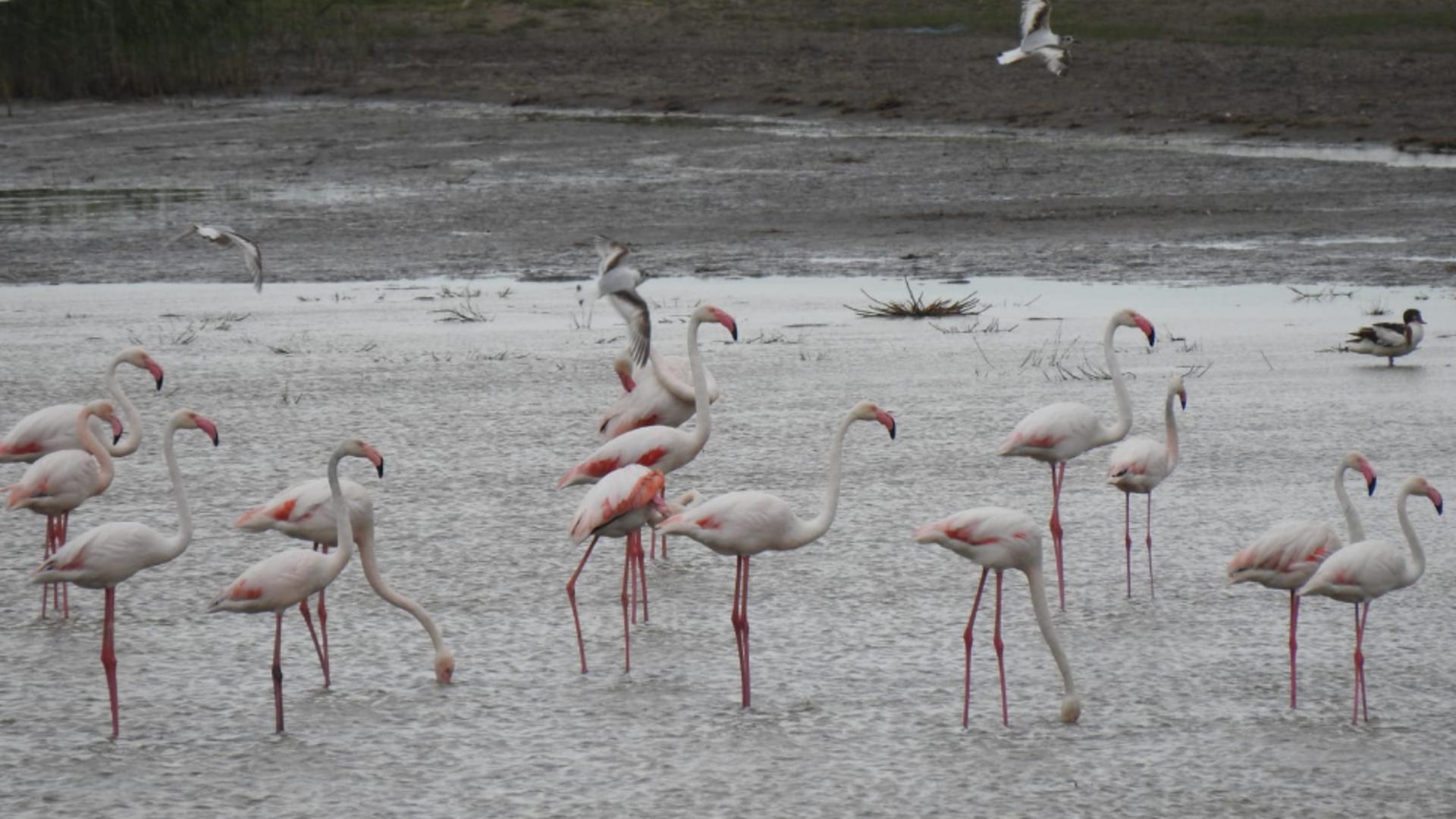 Pasari flamingo roz / FOTO: Facebook ARBDD