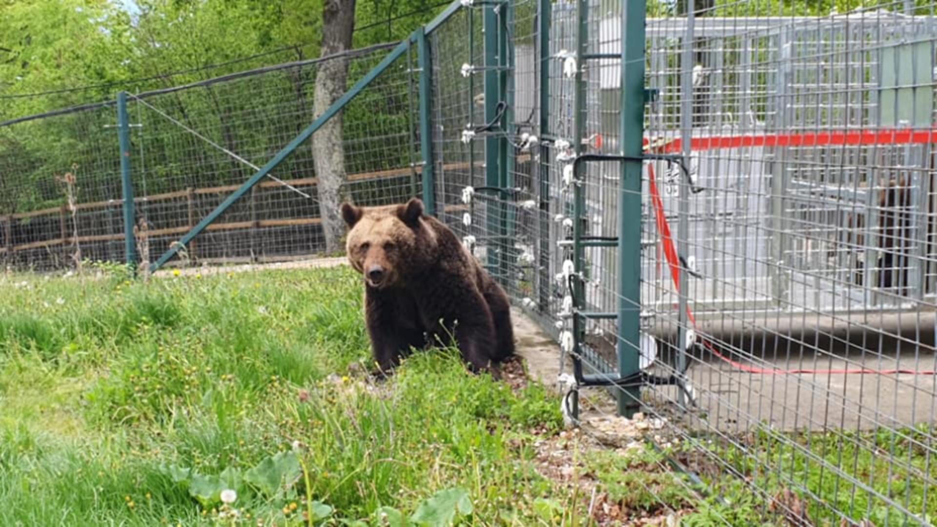 Ursoaică eliberată. Foto: AMP Libearty
