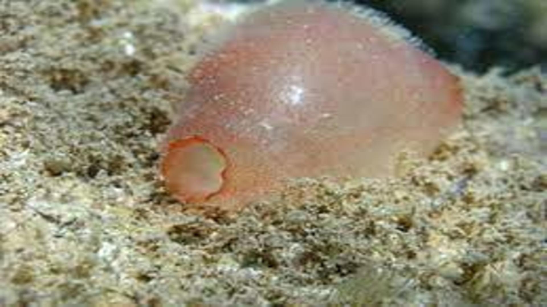 Ascidia. Foto: Wikipedia