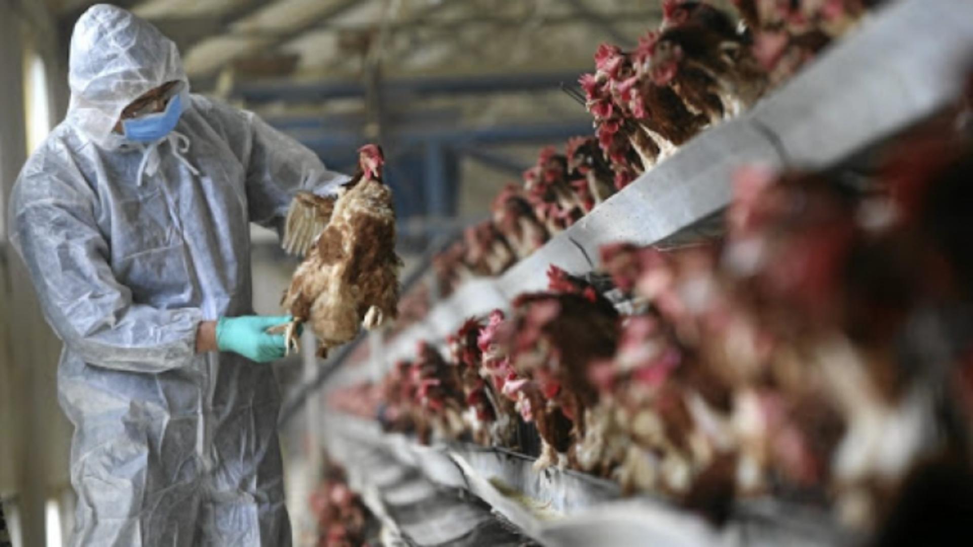 Focar masiv de gripă aviară în Mureș