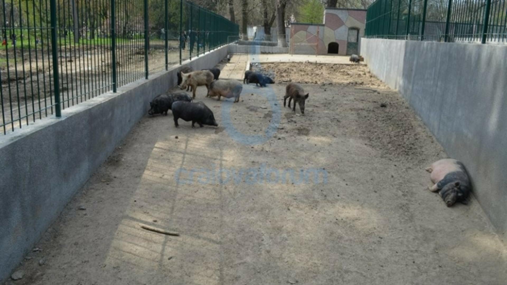 Toți porcii de la Grădina Zoologică din Craiova, eutanasiați. Foto: Realitatea de Craiova