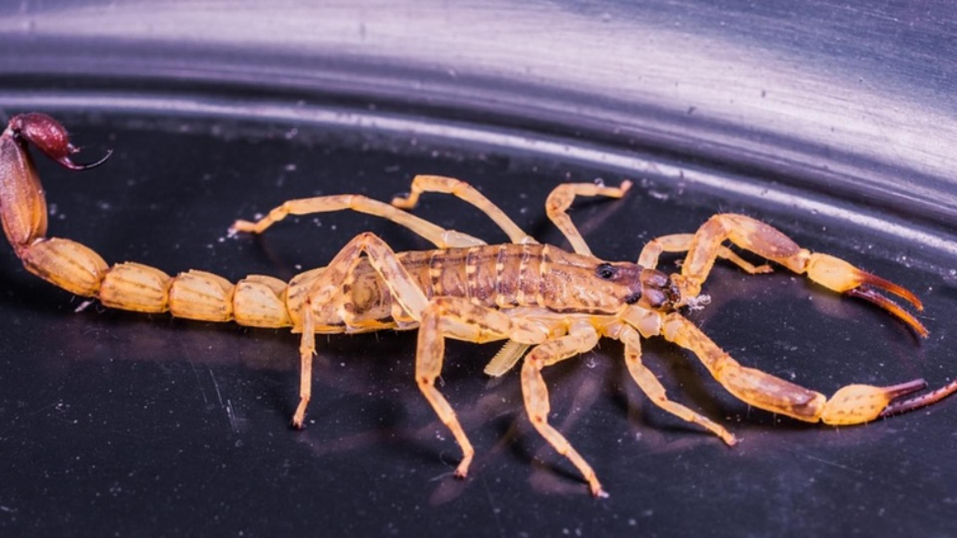 O femeie care lucra la frigiderul de legume şi fructe al unui supermarket a fost muşcată de un scorpion