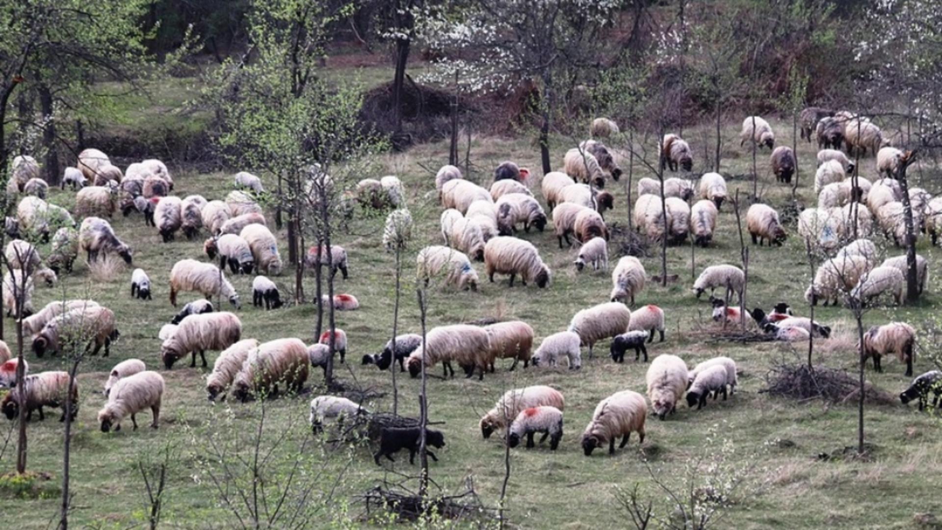 Trei ciobani au fost agresați și jefuiți