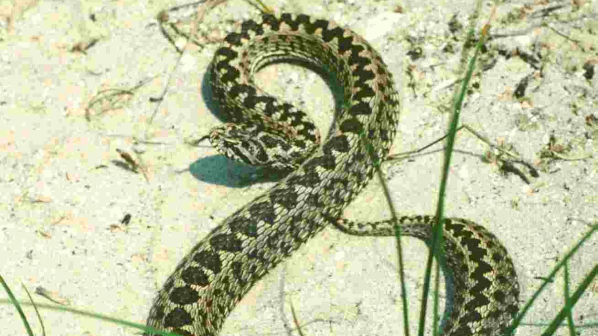 Vipera de stapă în Delta Dunării (foto: Administratia Rezervatiei Biosferei Delta Dunarii)