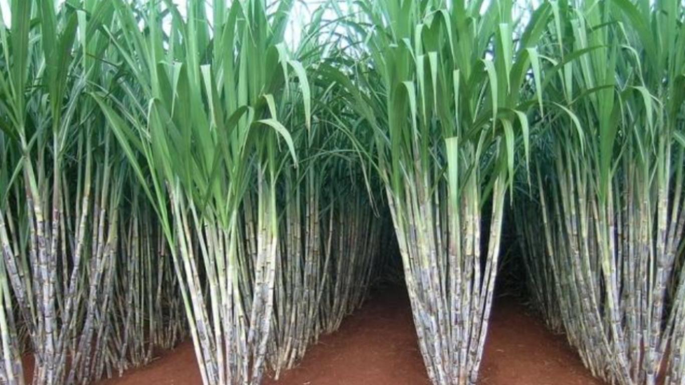 Сахарный тростник районы выращивания. Сахарный тростник в Бразилии. Растение Индии сахарный тростник. Тростниковый сахар растение. Сахарный тростник в Египте.
