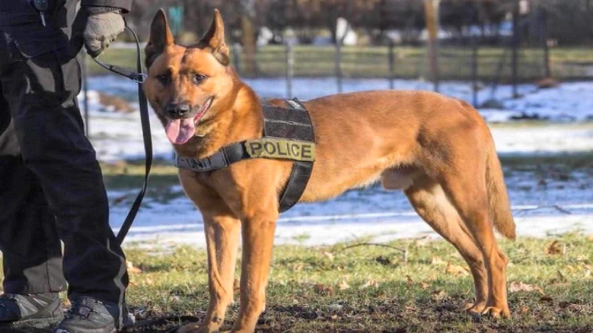 Câine poliţist din Statele Unite ale Americii, înmormântare ca un erou