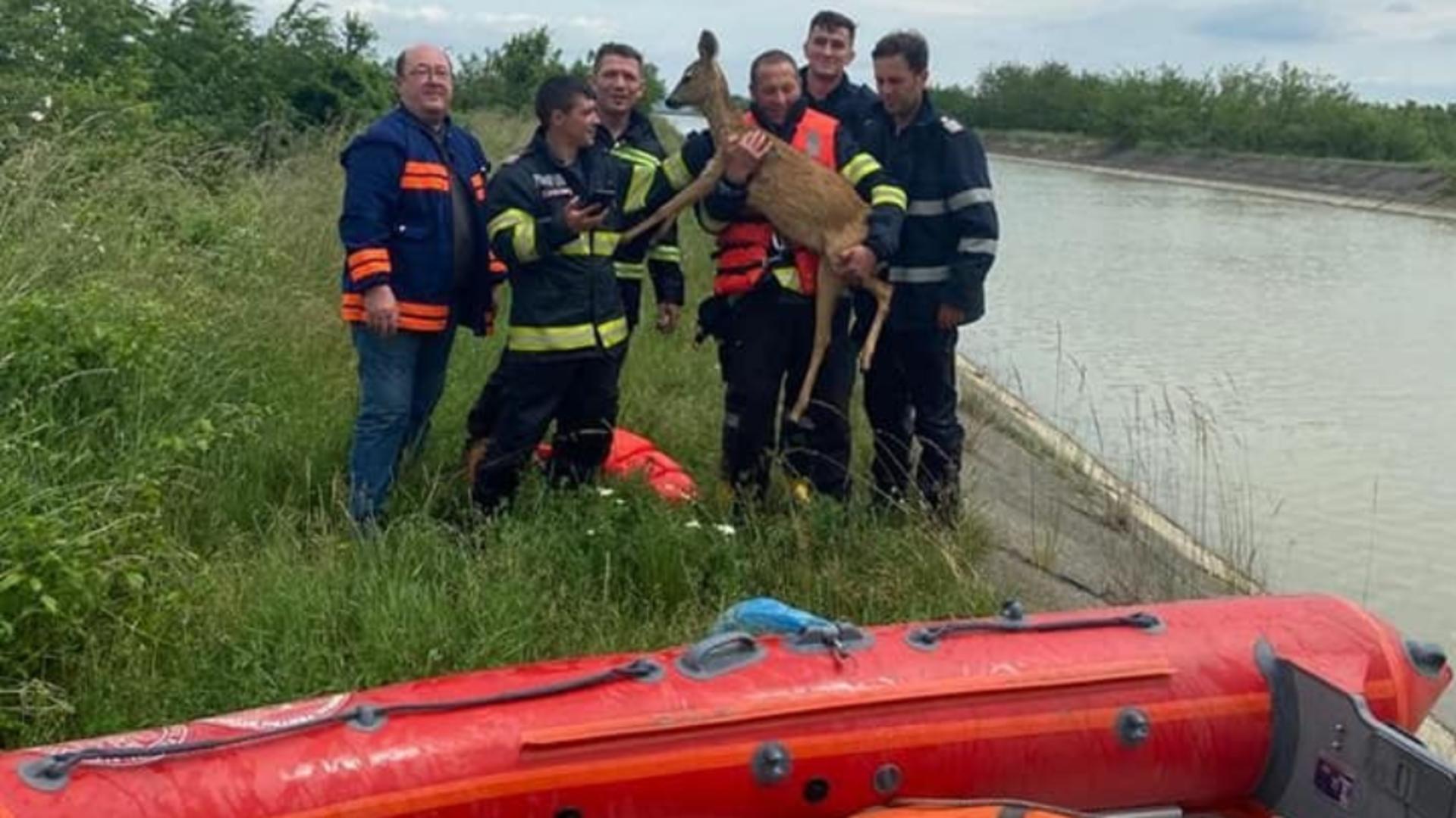 Operațiune spectaculoasă a pompierilor din Neamț pentru a salva o căprioară dintr-un canal - Imagini emoționante