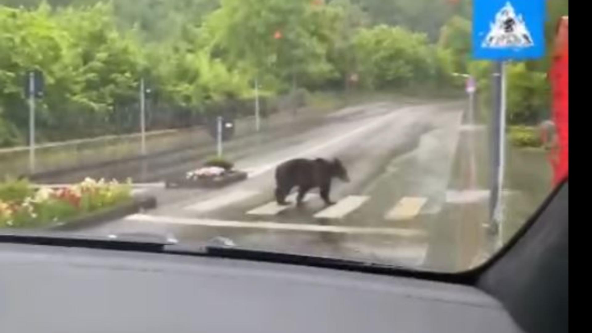 Urs surprisn în timp ce traversa strada pe la trecerea de pietoni.Foto/vasile.acasandrei.1