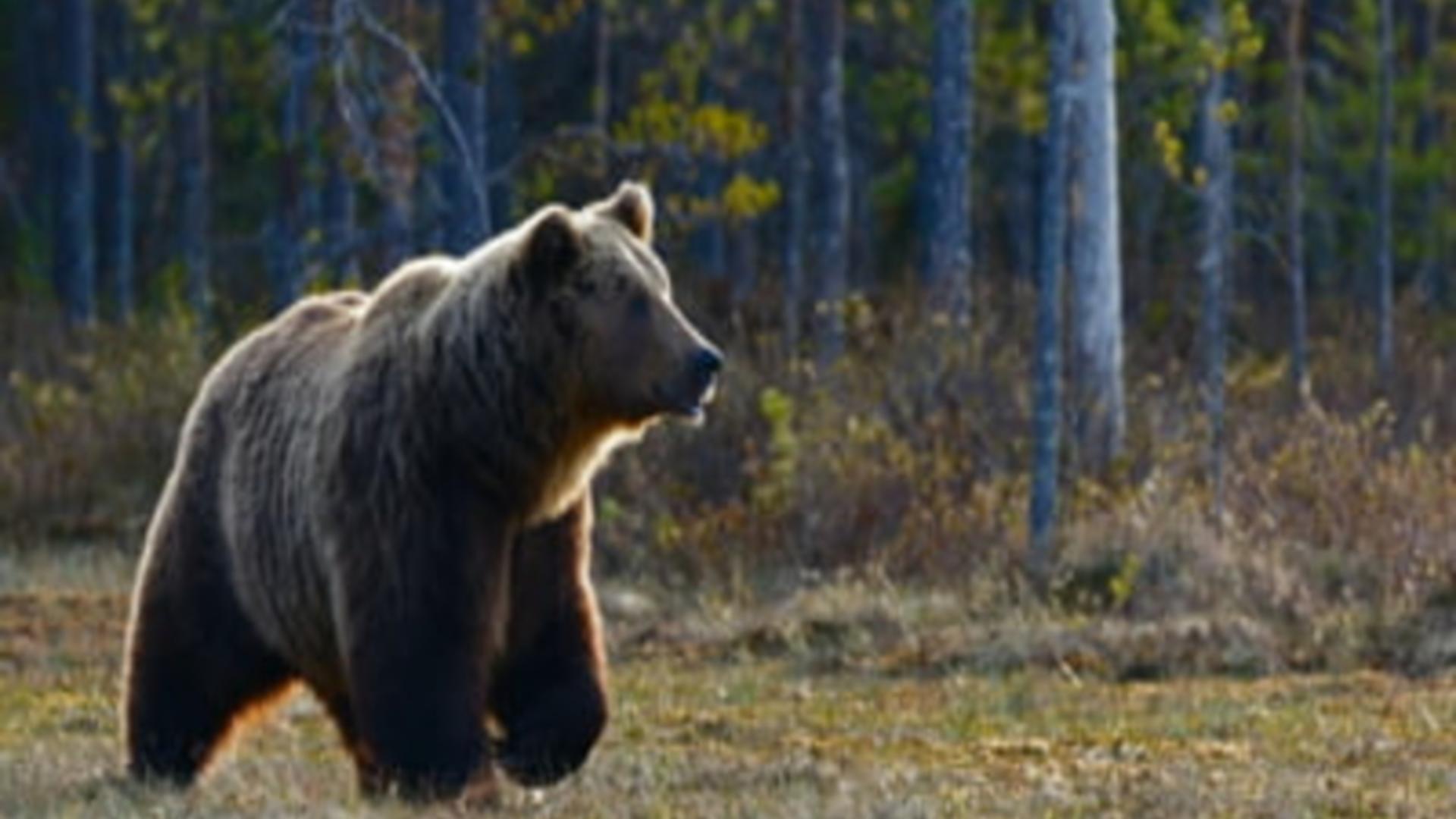 Alertă urs Neamț