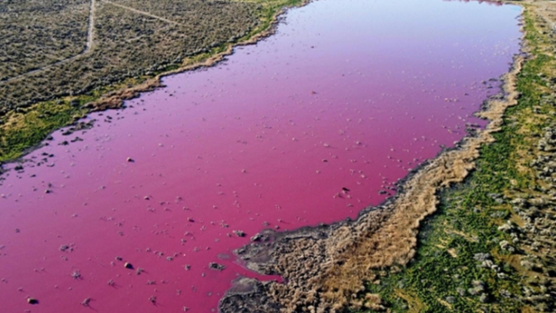 Lacul roz din Patagonia (Argentina) care a creat panică