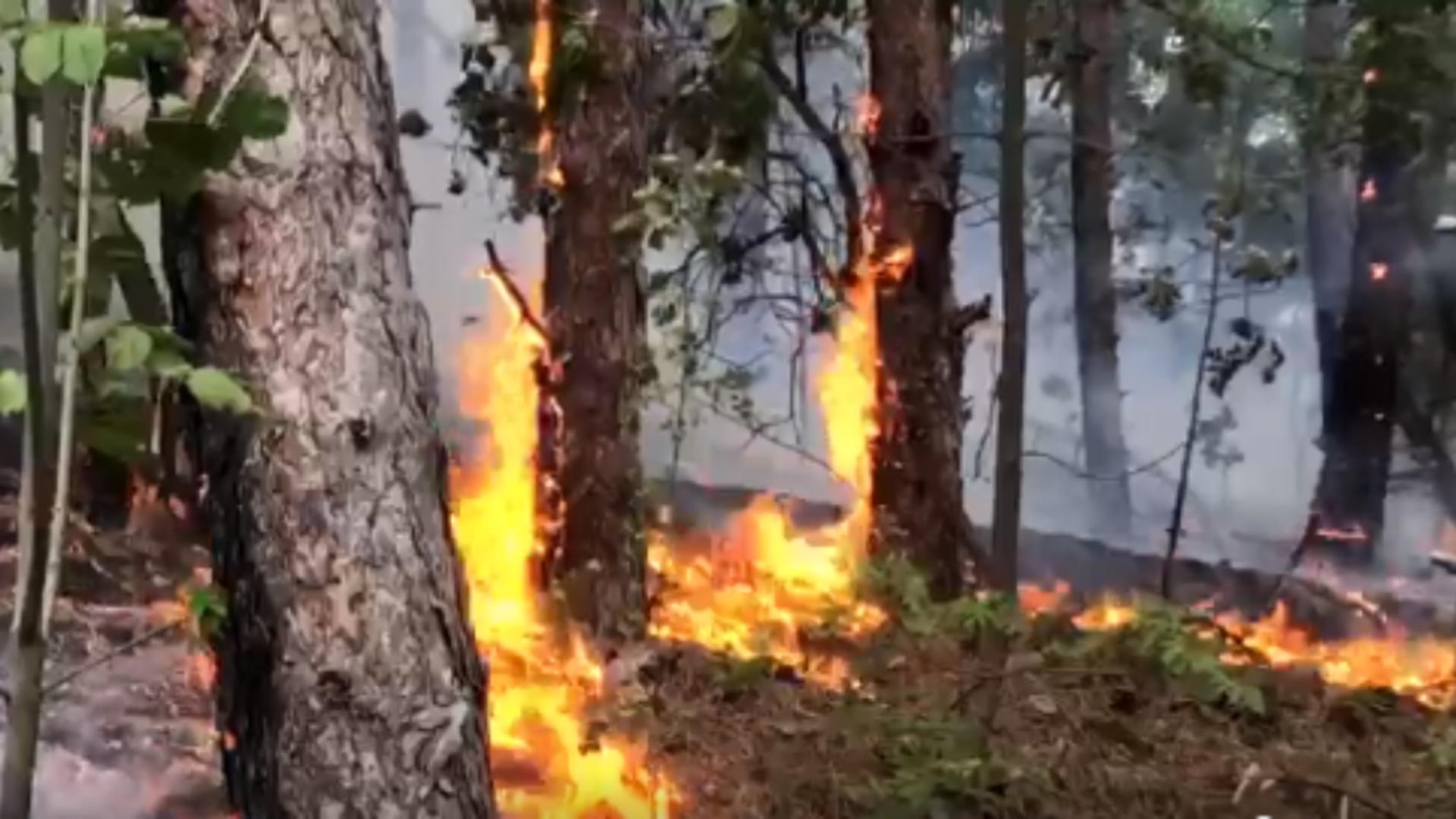 Incendiu în Parcul Național Porțile de Fier. Foto: captură Actual Mehedinți