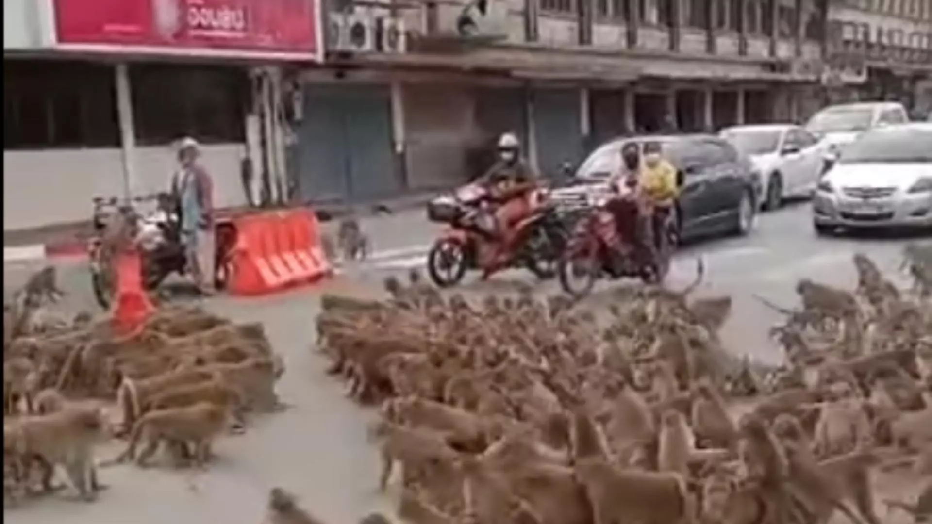 Bătaie între două grupuri de maimuțe, în Thailanda/ Captură foto