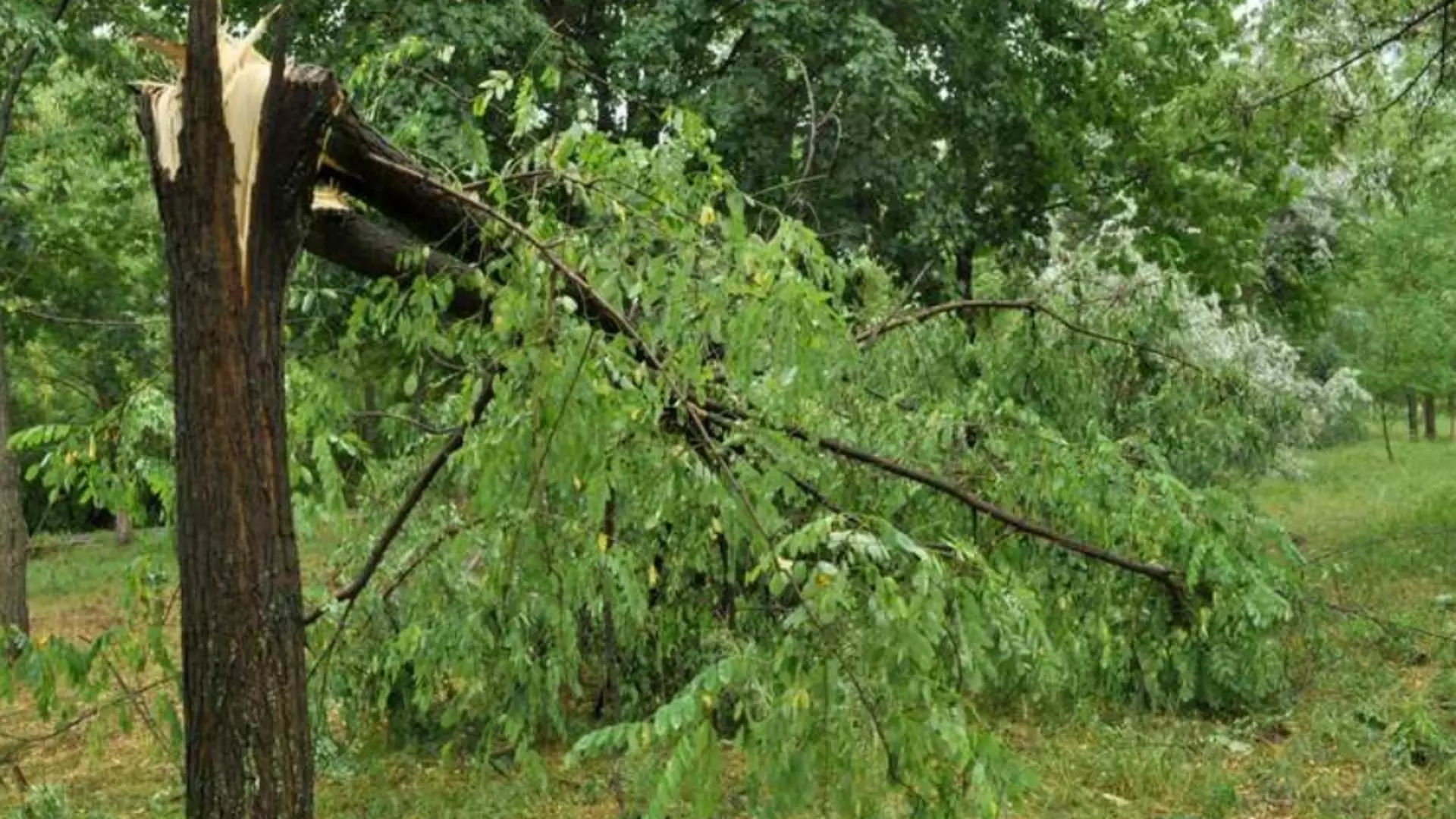 Furtunile fac RAVAGII - O fetiță de 5 ani a murit, STRIVITĂ de un copac în Lunca Bradului