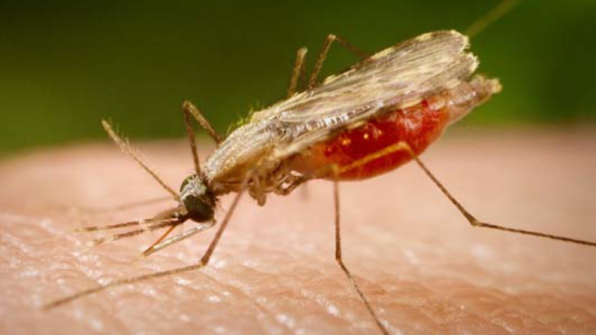 Alertă la Iași: un bărbat, diagnosticat de malarie
