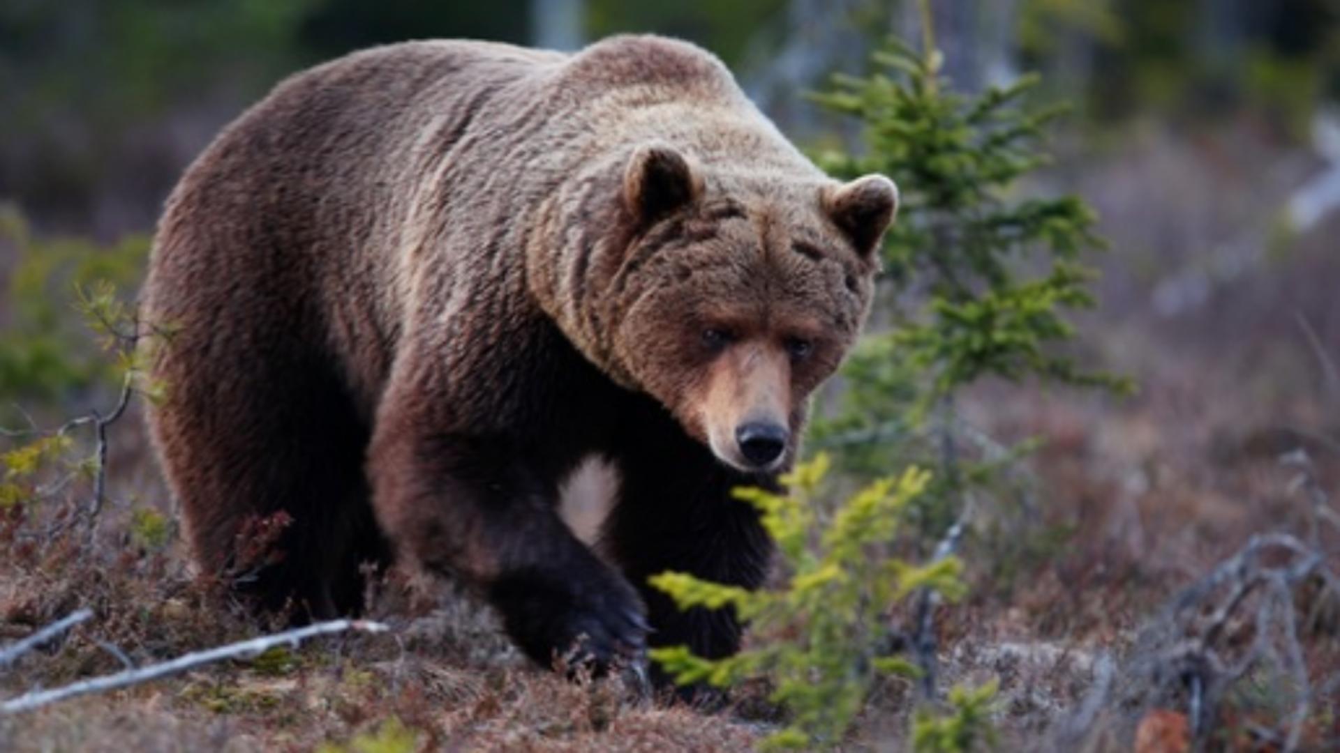 Ce se întâmplă cu urșii agresivi din România?