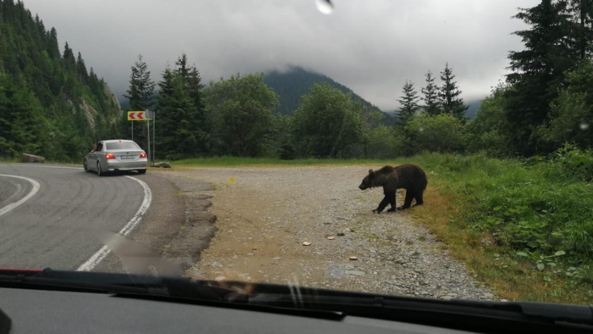 ALERTĂ de urs pe Transfăgărășan! Animalul sălbatic a fost surprins în apropierea mașinilor