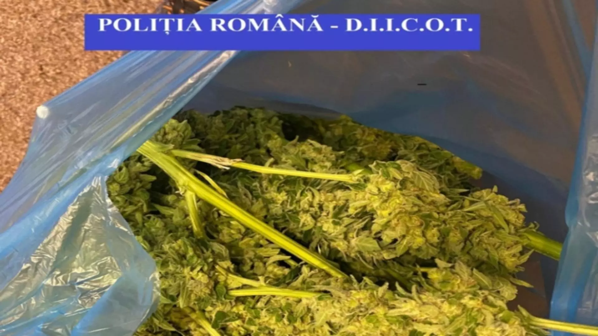 Cannabis