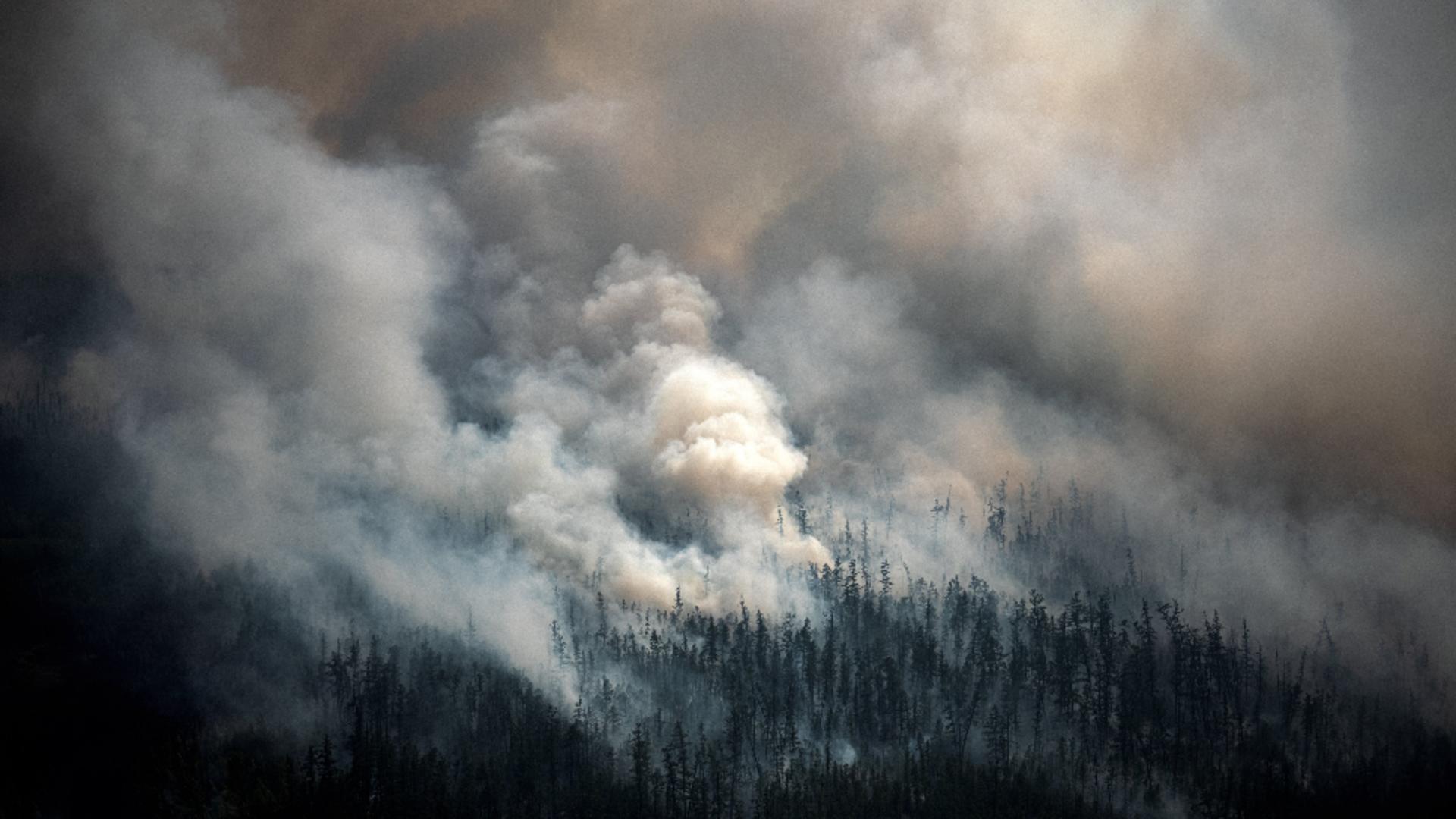 Incendii vegetație Siberia: Foto / Twitter