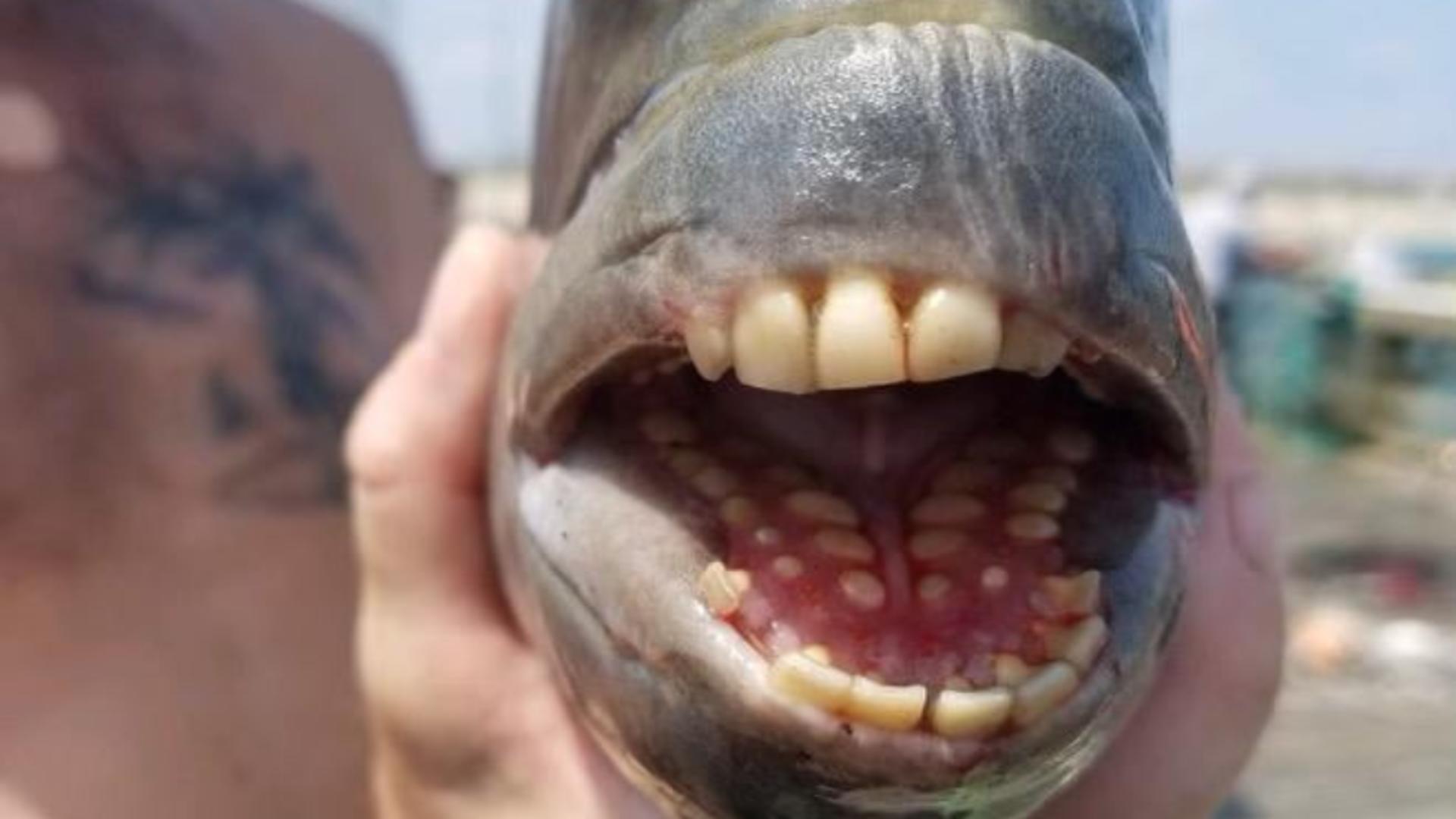Un pește care are dinți identici cu cei de om
