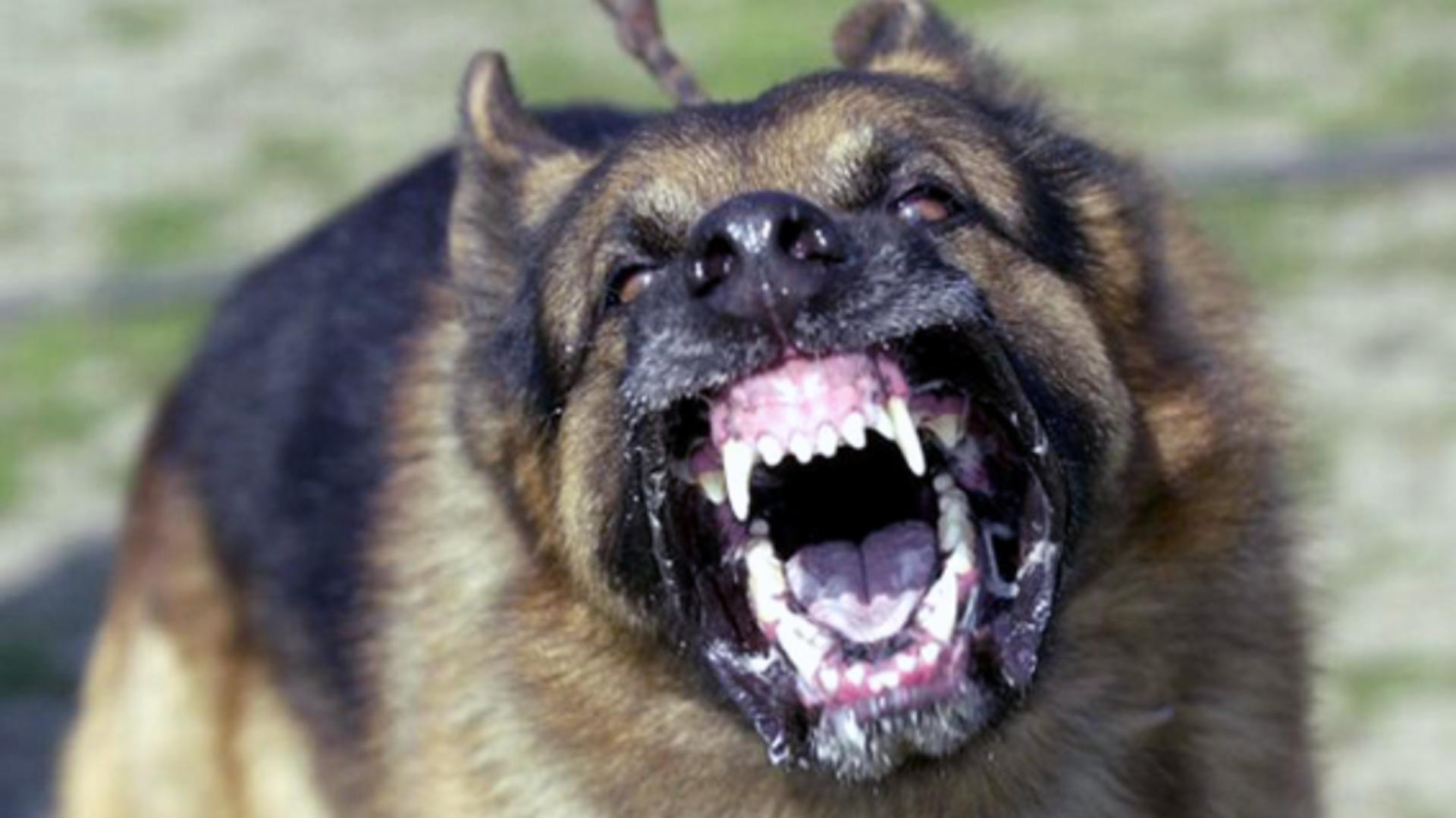 Câine agresiv - imagine de arhivă