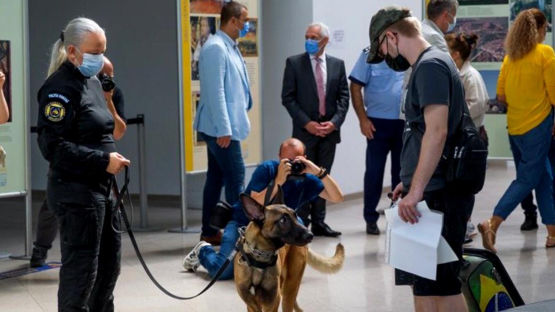 Al DOILEA aeroport din România în care câinii special dresați depistează bolnavii de COVID-19 