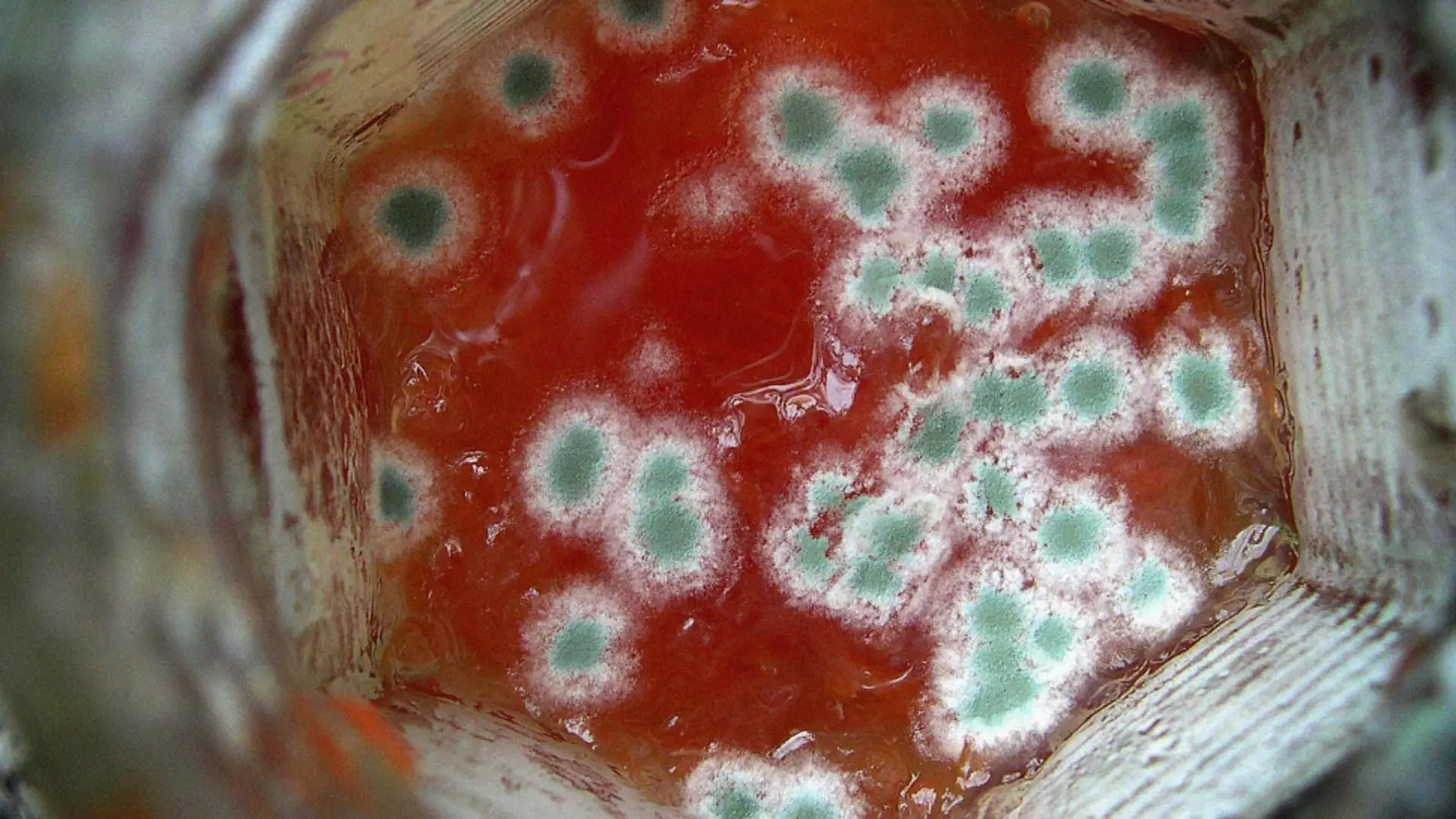 Dulceata stricata