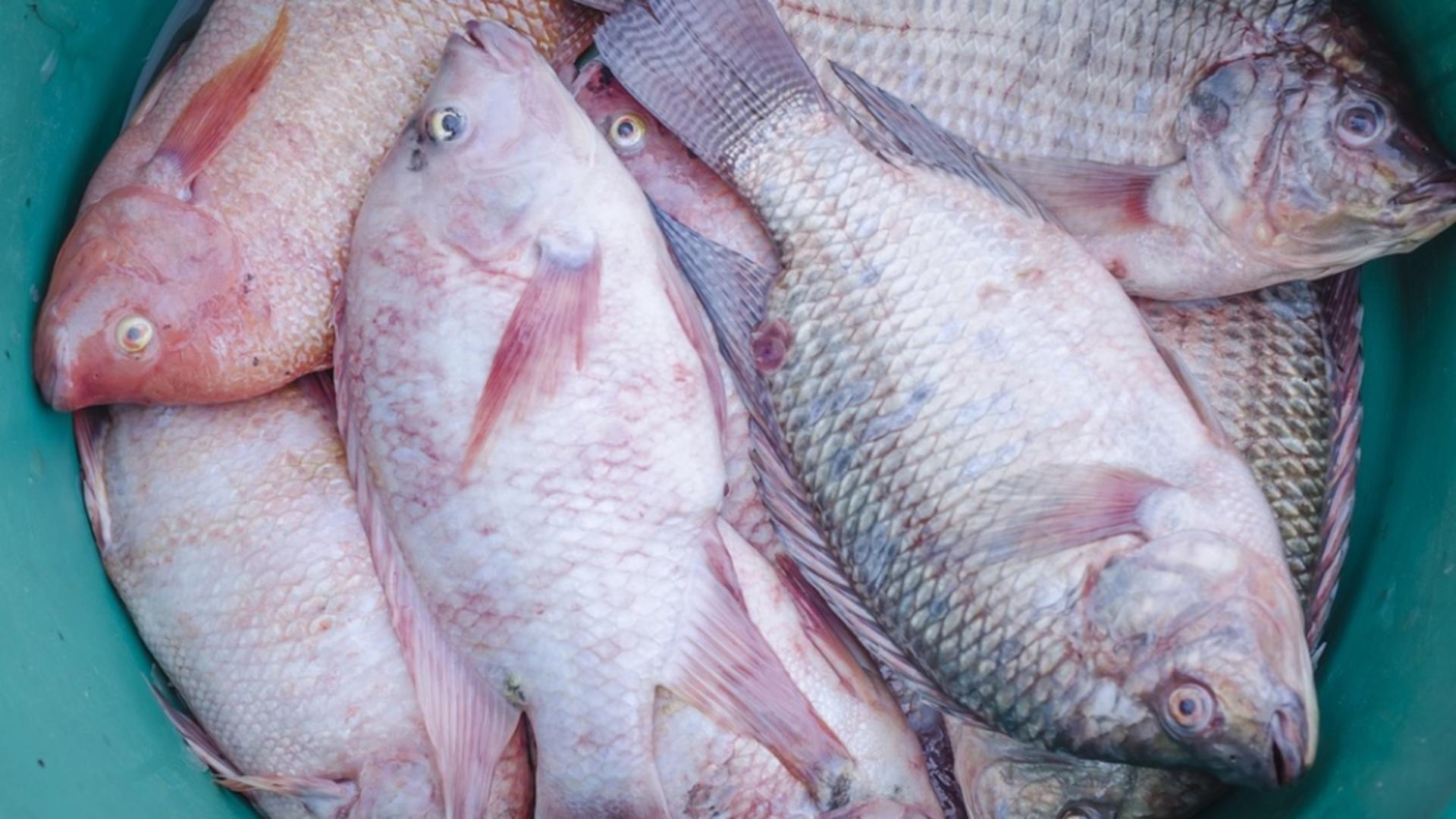Pește toxic, în piețele din România